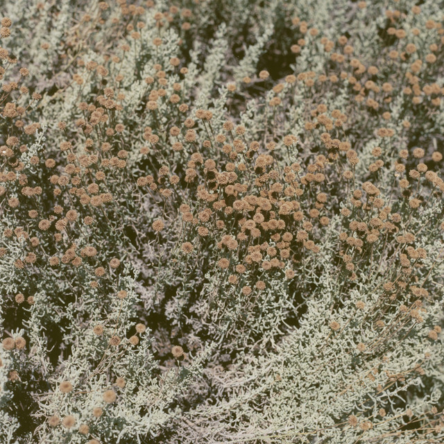 If I Am Only My Thoughts album cover